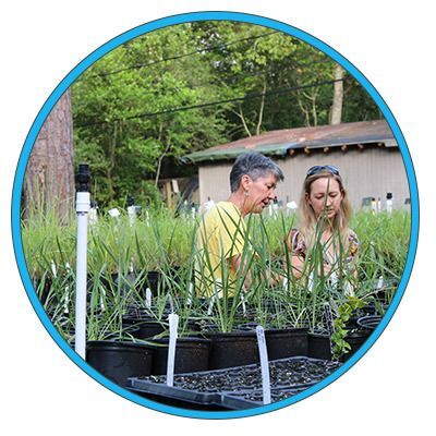 Natives Nursery