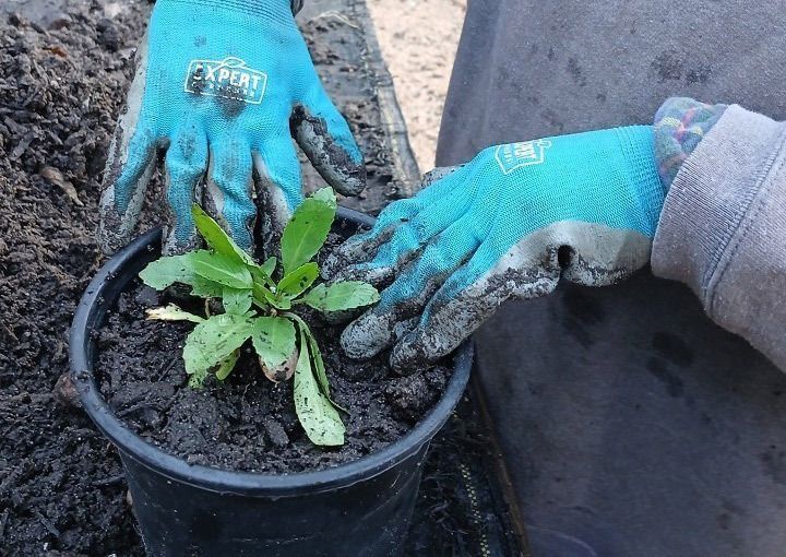 Entergy Coastal Natives Nursery