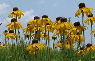 Coneflowers